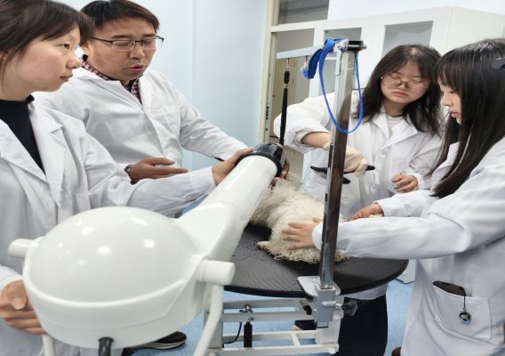 经管与牧业系宠物医疗技术专业首堂宠物美容实训课顺利举行